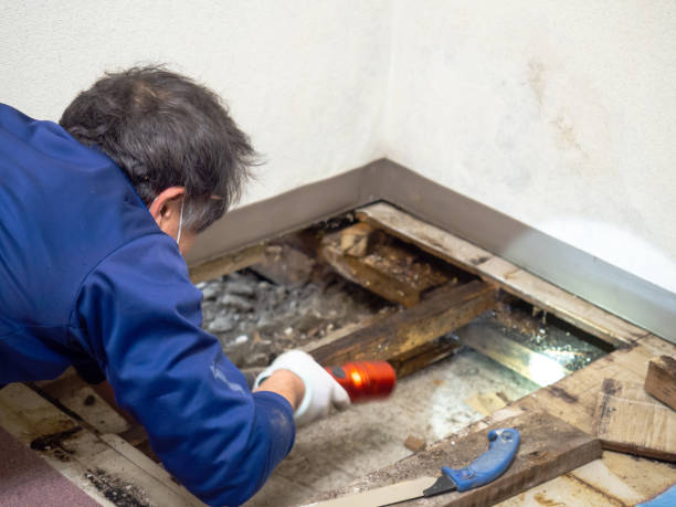 Best Best Mold Removal Companies  in Meadow Oaks, FL