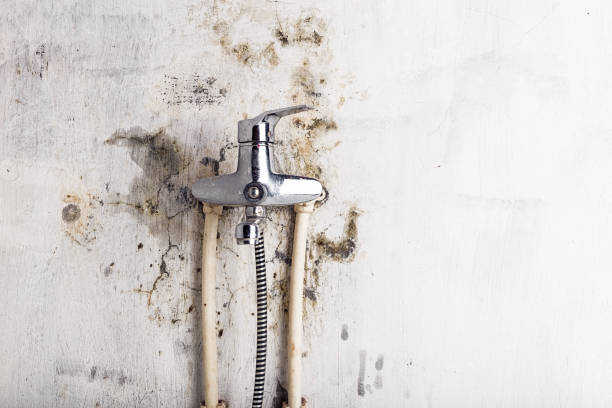 Best Mold Removal Near Me  in Meadow Oaks, FL
