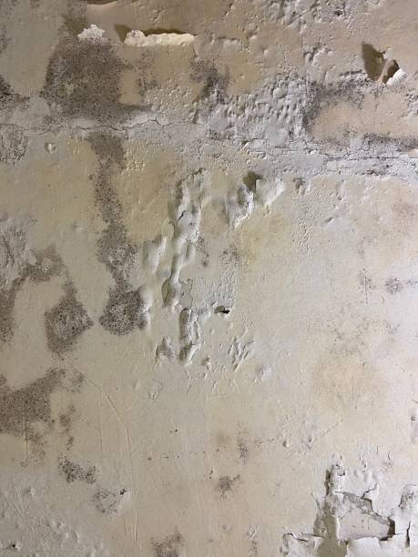 Best Certified Mold Removal  in Meadow Oaks, FL