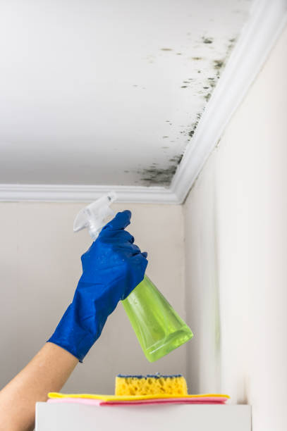 Best Same-Day Mold Removal  in Meadow Oaks, FL
